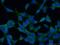 Meiosis Regulator And MRNA Stability Factor 1 antibody, 25233-1-AP, Proteintech Group, Immunofluorescence image 