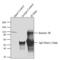 Kinesin Family Member 5B antibody, PA1-643, Invitrogen Antibodies, Immunoprecipitation image 