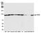 CCCTC-Binding Factor antibody, A700-041, Bethyl Labs, Western Blot image 
