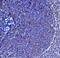 Interleukin 21 antibody, A00459-1, Boster Biological Technology, Immunohistochemistry paraffin image 
