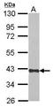 CREB/ATF BZIP Transcription Factor antibody, GTX116707, GeneTex, Western Blot image 