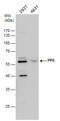 Protein Phosphatase 5 Catalytic Subunit antibody, GTX110090, GeneTex, Western Blot image 