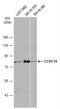 Coiled-Coil Domain Containing 14 antibody, NBP2-15742, Novus Biologicals, Western Blot image 