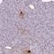 Pancreatic polypeptide antibody, NBP2-38203, Novus Biologicals, Immunohistochemistry frozen image 