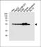 Tubulin Beta 2B Class IIb antibody, A05849, Boster Biological Technology, Western Blot image 