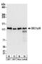 Cell cycle and apoptosis regulator protein 2 antibody, NBP2-22294, Novus Biologicals, Western Blot image 