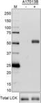 LCK Phospho (Tyr505) antibody, 684302, BioLegend, Western Blot image 