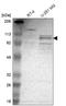 Clock Circadian Regulator antibody, HPA001867, Atlas Antibodies, Western Blot image 