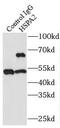 Heat shock-related 70 kDa protein 2 antibody, FNab04056, FineTest, Immunoprecipitation image 