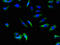 Solute Carrier Family 22 Member 17 antibody, LS-C399521, Lifespan Biosciences, Immunofluorescence image 
