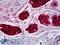 Dermcidin antibody, LS-B6540, Lifespan Biosciences, Immunohistochemistry frozen image 