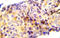 Catenin Beta 1 antibody, AP20927PU-N, Origene, Immunohistochemistry paraffin image 