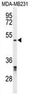 Chromobox 2 antibody, AP50745PU-N, Origene, Western Blot image 