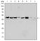 Aurora Kinase A antibody, abx011734, Abbexa, Western Blot image 