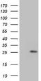 GLYAT antibody, CF808528, Origene, Western Blot image 