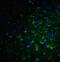Reticulon 4 antibody, 4089, ProSci Inc, Immunofluorescence image 