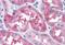 Microtubule Associated Protein Tau antibody, MBS247694, MyBioSource, Immunohistochemistry paraffin image 