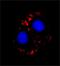 Myosin-2 antibody, GTX17485, GeneTex, Immunocytochemistry image 