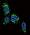 Glucokinase antibody, abx033752, Abbexa, Western Blot image 