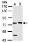 PAS Domain Containing Repressor 1 antibody, GTX119431, GeneTex, Western Blot image 