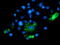 BAI1 Associated Protein 2 antibody, TA503323, Origene, Immunofluorescence image 