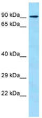 FACL4 antibody, TA338631, Origene, Western Blot image 