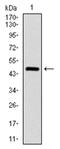 Argininosuccinate Synthase 1 antibody, AM06723PU-N, Origene, Western Blot image 