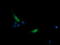 Src Like Adaptor 2 antibody, LS-C337822, Lifespan Biosciences, Immunofluorescence image 