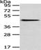 4-Hydroxyphenylpyruvate Dioxygenase antibody, PA5-51249, Invitrogen Antibodies, Western Blot image 