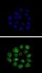 Kruppel Like Factor 11 antibody, abx032901, Abbexa, Immunofluorescence image 