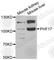 Jade Family PHD Finger 1 antibody, A6337, ABclonal Technology, Western Blot image 