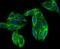 Vesicle Associated Membrane Protein 3 antibody, NBP2-76983, Novus Biologicals, Immunofluorescence image 