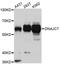 DnaJ homolog subfamily C member 7 antibody, A07996, Boster Biological Technology, Western Blot image 