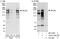 BCL9 Like antibody, A303-152A, Bethyl Labs, Immunoprecipitation image 