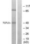 Transcription Factor Like 5 antibody, TA315099, Origene, Western Blot image 