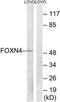 Forkhead box protein N4 antibody, TA316057, Origene, Western Blot image 