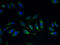 Solute Carrier Family 17 Member 4 antibody, A68202-100, Epigentek, Immunofluorescence image 
