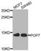 POP7 Homolog, Ribonuclease P/MRP Subunit antibody, orb373990, Biorbyt, Western Blot image 