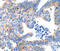 LDL Receptor Related Protein Associated Protein 1 antibody, LS-B14884, Lifespan Biosciences, Immunohistochemistry frozen image 