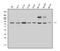 Methylmalonyl-CoA Mutase antibody, A01065, Boster Biological Technology, Western Blot image 