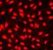 Non-Homologous End Joining Factor 1 antibody, A03552-3, Boster Biological Technology, Immunofluorescence image 