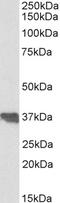 Clusterin antibody, LS-B2852, Lifespan Biosciences, Western Blot image 