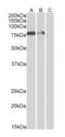 NADH:Ubiquinone Oxidoreductase Subunit B1 antibody, orb256713, Biorbyt, Western Blot image 