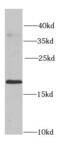 Cold Inducible RNA Binding Protein antibody, FNab01715, FineTest, Western Blot image 