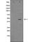 Potassium Voltage-Gated Channel Subfamily A Member 1 antibody, orb229273, Biorbyt, Western Blot image 