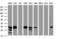 Inhibitor Of Growth Family Member 2 antibody, LS-C788938, Lifespan Biosciences, Western Blot image 