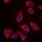 Major Histocompatibility Complex, Class II, DQ Beta 2 antibody, orb215475, Biorbyt, Immunocytochemistry image 