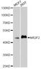 Nuclear Receptor Subfamily 2 Group F Member 2 antibody, A10251, ABclonal Technology, Western Blot image 