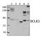 Doublecortin Like Kinase 3 antibody, PA5-75969, Invitrogen Antibodies, Western Blot image 