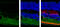 Glutamate Decarboxylase 2 antibody, GTX100281, GeneTex, Immunohistochemistry frozen image 